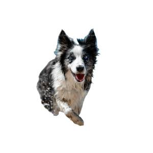 Beibei The Collie Vinyl Car Decal Sticker – Waterproof & UV-Resistant 3.4133333333333336" Beibei The Collie Vinyl Car Decal Sticker – Waterproof & UV-Resistant 3.4133333333333336"