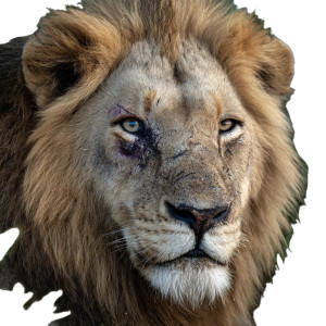 Scarred Lion Vinyl Car Decal Sticker – Waterproof & UV-Resistant 3.4133333333333336" Scarred Lion Vinyl Car Decal Sticker – Waterproof & UV-Resistant 3.4133333333333336"