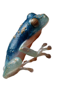 Frog-Bird Hybrid Vinyl Car Decal Sticker – Waterproof & UV-Resistant 8.96"