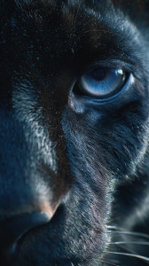 Panther'S Gaze Vinyl Car Decal Sticker – Waterproof & UV-Resistant 9.706666666666667" Panther'S Gaze Vinyl Car Decal Sticker – Waterproof & UV-Resistant 9.706666666666667"