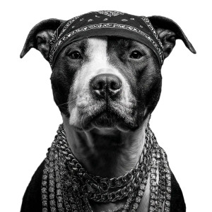 Stylish Pitbull V2 Vinyl Car Decal Sticker – Waterproof & UV-Resistant 3.4133333333333336" Stylish Pitbull V2 Vinyl Car Decal Sticker – Waterproof & UV-Resistant 3.4133333333333336"