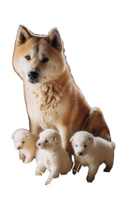 Akita With Puppies Vinyl Car Decal Sticker – Waterproof & UV-Resistant 4.8533333333333335" Akita With Puppies Vinyl Car Decal Sticker – Waterproof & UV-Resistant 4.8533333333333335"