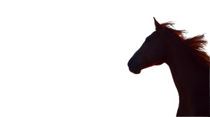 Majestic Bay Horse V3 Vinyl Car Decal Sticker – Waterproof & UV-Resistant 2.72" Majestic Bay Horse V3 Vinyl Car Decal Sticker – Waterproof & UV-Resistant 2.72"