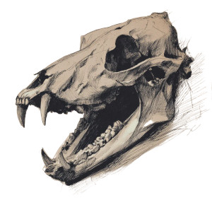 Wolf Skull Sketch Vinyl Car Decal Sticker – Waterproof & UV-Resistant 3.4133333333333336" Wolf Skull Sketch Vinyl Car Decal Sticker – Waterproof & UV-Resistant 3.4133333333333336"