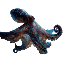 Sad Octopus Vinyl Car Decal Sticker – Waterproof & UV-Resistant 3.4133333333333336" Sad Octopus Vinyl Car Decal Sticker – Waterproof & UV-Resistant 3.4133333333333336"