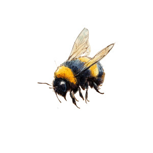 Meadow Bumblebee Vinyl Car Decal Sticker – Waterproof & UV-Resistant 3.4133333333333336"