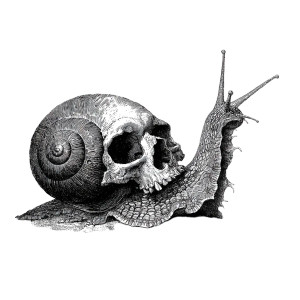 Surreal Skull Snail Vinyl Car Decal Sticker – Waterproof & UV-Resistant 3.4133333333333336"