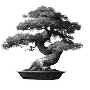 Bonsai Tree Art V3 Vinyl Car Decal Sticker – Waterproof & UV-Resistant 3.4133333333333336" Bonsai Tree Art V3 Vinyl Car Decal Sticker – Waterproof & UV-Resistant 3.4133333333333336"