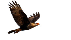 Majestic Caracara Soaring Vinyl Car Decal Sticker – Waterproof & UV-Resistant 5.4 Majestic Caracara Soaring Vinyl Car Decal Sticker – Waterproof & UV-Resistant 5.4