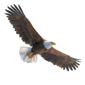 Bald Eagle Soaring V5 Vinyl Car Decal Sticker – Waterproof & UV-Resistant 3.4133333333333336" Bald Eagle Soaring V5 Vinyl Car Decal Sticker – Waterproof & UV-Resistant 3.4133333333333336"