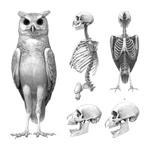 Owl Skeleton Study Vinyl Car Decal Sticker – Waterproof & UV-Resistant 3.4133333333333336"