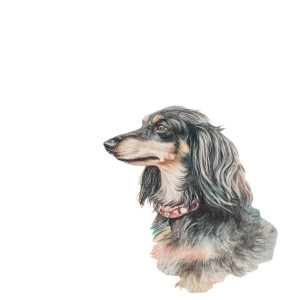 Long-Haired Dachshund Lounging Vinyl Car Decal Sticker – Waterproof & UV-Resistant 3.4133333333333336"