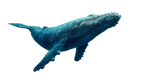 Majestic Blue Whale V7 Vinyl Car Decal Sticker – Waterproof & UV-Resistant 2.72"