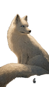 Snow Nine-Tailed Fox Vinyl Car Decal Sticker – Waterproof & UV-Resistant 9.706666666666667"