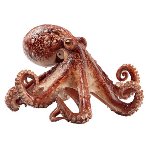 Sea Monster Octopus Vinyl Car Decal Sticker – Waterproof & UV-Resistant 6.826666666666667"