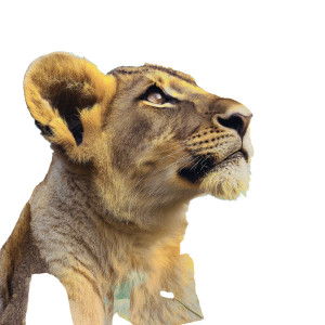 Young Lion Collage Vinyl Car Decal Sticker – Waterproof & UV-Resistant 3.4133333333333336"