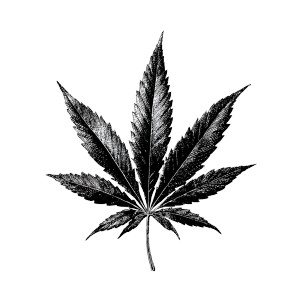 Marijuana Leaf Vinyl Car Decal Sticker – Waterproof & UV-Resistant 6.826666666666667"
