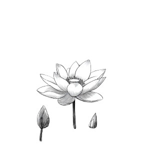 Lotus Sketch V2 Vinyl Car Decal Sticker – Waterproof & UV-Resistant 3.4133333333333336" Lotus Sketch V2 Vinyl Car Decal Sticker – Waterproof & UV-Resistant 3.4133333333333336"