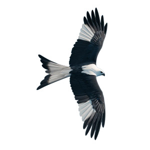 Swallow-Tailed Kite Vinyl Car Decal Sticker – Waterproof & UV-Resistant 3.4133333333333336"