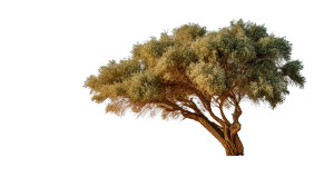 Solitary Ghaf Tree Vinyl Car Decal Sticker – Waterproof & UV-Resistant 2.72"
