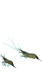 Underwater Shrimp Scene Vinyl Car Decal Sticker – Waterproof & UV-Resistant 9.706666666666667"