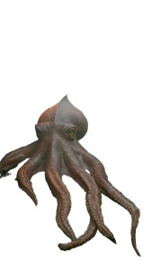 Deep-Sea Colossal Squid Vinyl Car Decal Sticker – Waterproof & UV-Resistant 4.746666666666667"