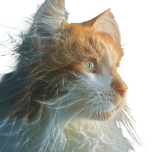 Cat Image Vinyl Car Decal Sticker – Waterproof & UV-Resistant 3.4133333333333336"
