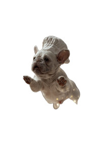 Chef Bulldog Conjuring Vinyl Car Decal Sticker – Waterproof & UV-Resistant 4.8533333333333335"