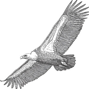 South American Condor Vinyl Car Decal Sticker – Waterproof & UV-Resistant 6.826666666666667"