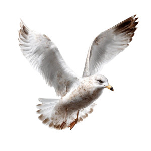 Flying Seagull V4 Vinyl Car Decal Sticker – Waterproof & UV-Resistant 6.826666666666667" Flying Seagull V4 Vinyl Car Decal Sticker – Waterproof & UV-Resistant 6.826666666666667"