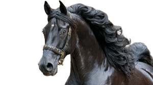 Majestic Bay Horse V4 Vinyl Car Decal Sticker – Waterproof & UV-Resistant 2.72"