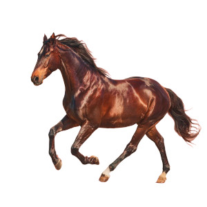 Galloping Brown Horse Vinyl Car Decal Sticker – Waterproof & UV-Resistant 3.4133333333333336"