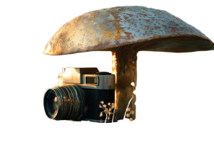 Mushroom Camera Vinyl Car Decal Sticker – Waterproof & UV-Resistant 5.97333333333333 Mushroom Camera Vinyl Car Decal Sticker – Waterproof & UV-Resistant 5.97333333333333