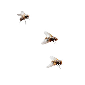 Flying Insects Vinyl Car Decal Sticker – Waterproof & UV-Resistant 6.826666666666667"