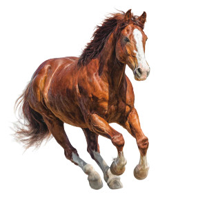 Running Horse V12 Vinyl Car Decal Sticker – Waterproof & UV-Resistant 3.4133333333333336" Running Horse V12 Vinyl Car Decal Sticker – Waterproof & UV-Resistant 3.4133333333333336"