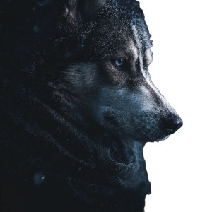 Frosty Husky Vinyl Car Decal Sticker – Waterproof & UV-Resistant 6.826666666666667"
