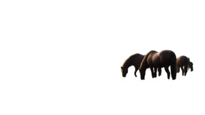 Ancient Horses Grazing Vinyl Car Decal Sticker – Waterproof & UV-Resistant 5.4