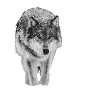 Lone Wolf V6 Vinyl Car Decal Sticker – Waterproof & UV-Resistant 3.4133333333333336" Lone Wolf V6 Vinyl Car Decal Sticker – Waterproof & UV-Resistant 3.4133333333333336"