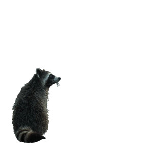 Rainy Raccoon Vinyl Car Decal Sticker – Waterproof & UV-Resistant 3.4133333333333336" Rainy Raccoon Vinyl Car Decal Sticker – Waterproof & UV-Resistant 3.4133333333333336"