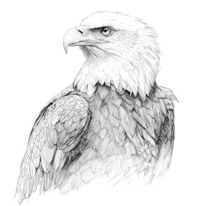 Bald Eagle Drawing V2 Vinyl Car Decal Sticker – Waterproof & UV-Resistant 3.4133333333333336" Bald Eagle Drawing V2 Vinyl Car Decal Sticker – Waterproof & UV-Resistant 3.4133333333333336"