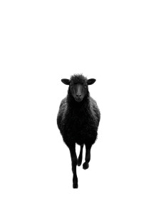 Black Sheep Standout V4 Vinyl Car Decal Sticker – Waterproof & UV-Resistant 8.213333333333333"