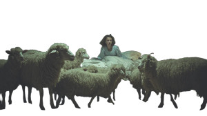 Surprised By Sheep Vinyl Car Decal Sticker – Waterproof & UV-Resistant 5.4