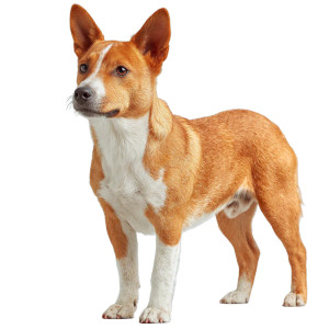 Basenji Dog Profile Vinyl Car Decal Sticker – Waterproof & UV-Resistant 6.826666666666667"