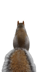 Squirrel In Walmart Vinyl Car Decal Sticker – Waterproof & UV-Resistant 9.706666666666667"