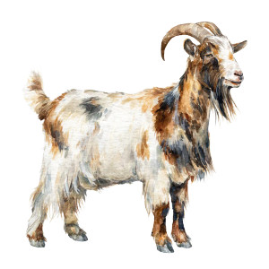 Rustic Watercolor Goat Vinyl Car Decal Sticker – Waterproof & UV-Resistant 3.4133333333333336" Rustic Watercolor Goat Vinyl Car Decal Sticker – Waterproof & UV-Resistant 3.4133333333333336"
