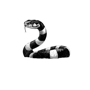 Angry Striped Snake V2 Vinyl Car Decal Sticker – Waterproof & UV-Resistant 3.4133333333333336"
