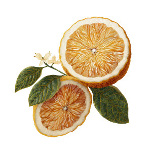 Botanical Orange Slices Vinyl Car Decal Sticker – Waterproof & UV-Resistant 3.4133333333333336"