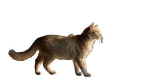 Cream-Colored Cat V2 Vinyl Car Decal Sticker – Waterproof & UV-Resistant 2.72"