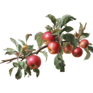 Apple Tree Branch V3 Vinyl Car Decal Sticker – Waterproof & UV-Resistant 3.4133333333333336"