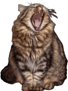 Yawning Cat V3 Vinyl Car Decal Sticker – Waterproof & UV-Resistant 8.213333333333333"